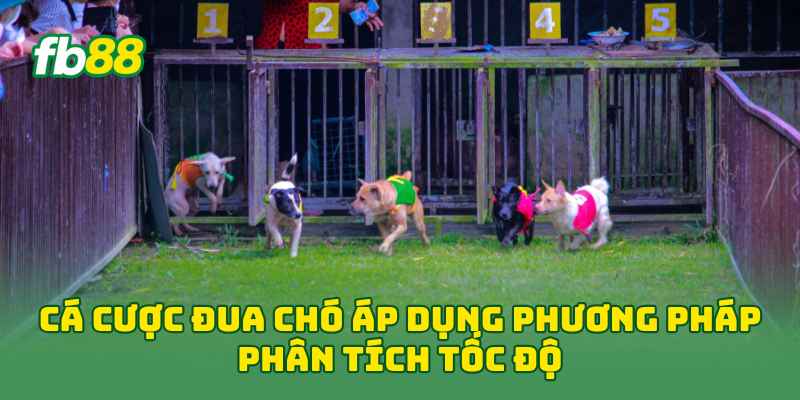 Cá Cược Đua Chó áp dụng phương pháp phân tích tốc độ 