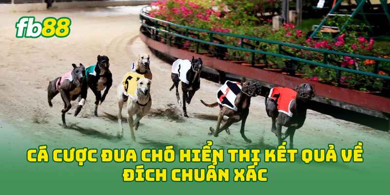 Cá Cược Đua Chó hiển thị kết quả về đích chuẩn xác