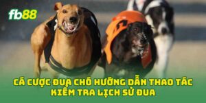 Cá Cược Đua Chó hướng dẫn thao tác kiểm tra lịch sử đua